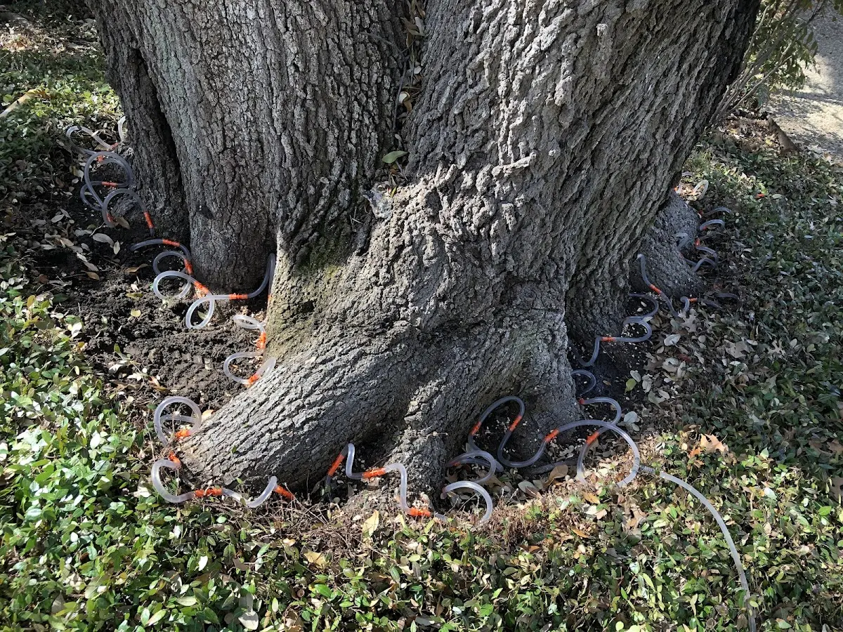 Detailed Tree Cabling and Bracing job site in Doyline